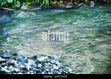 Le balancier sur la rive du ruisseau de montagne nettoie son plumage. Les plumes devraient être étroitement puisque l'oiseau vit dans l'eau pratiquement. Balancier caucasien (Cinclus cin Banque D'Images