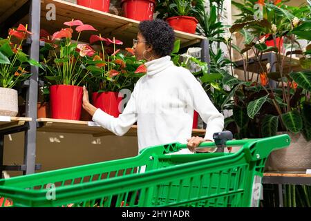 Vue latérale d'une femme afro-américaine avec une épicerie à pied dans une boutique florale avec abondance de fleurs en pot d'Anthurium sur les étagères Banque D'Images