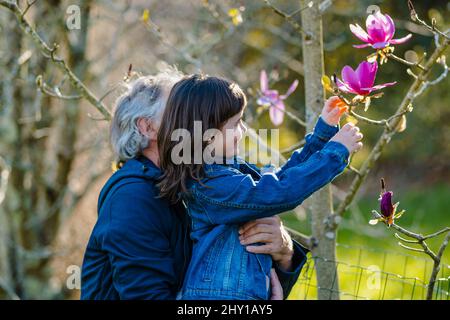 Vue latérale d'un grand-père âgé tenant une petite-fille curieuse touchant des branches de Magnolia campbellii avec une inflorescence florissante dans le jardin Banque D'Images