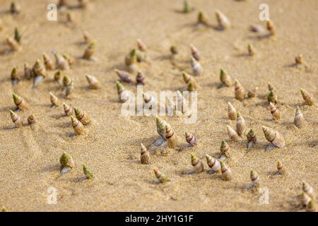 Gros plan sur des coquilles d'escargots qui sortent du sable à Van Staden, Afrique du Sud Banque D'Images