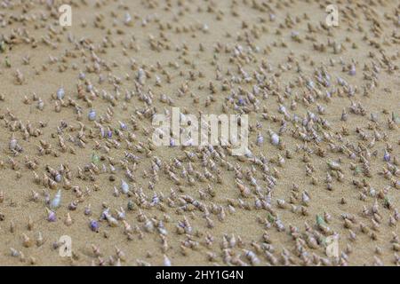 Gros plan sur des coquilles d'escargots qui sortent du sable à Van Staden, Afrique du Sud Banque D'Images