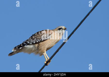 Buse à épaulettes, Buteo lineatus, perchée sur la ligne électrique Banque D'Images