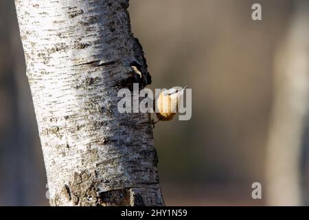 Vue sur un oiseau Nuthatch assis sur un tronc de bouleau Banque D'Images