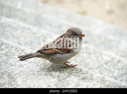 Gros plan d'un oiseau de Passer (homonymie) sur les escaliers Banque D'Images