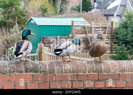 Canards colverts (Anas platyrhynchos) perchés sur le mur d'un pont au-dessus de la rivière Test dans le village d'Overton, Hampshire, Royaume-Uni Banque D'Images