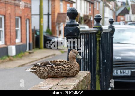 Canard colvert (Anas platyrhynchos) dans le village d'Overton près de River Test, Hampshire, Royaume-Uni Banque D'Images