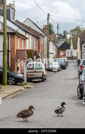 Canards colverts (Anas platyrhynchos) traversant la route dans le village d'Overton près de River Test, Hampshire, Royaume-Uni Banque D'Images