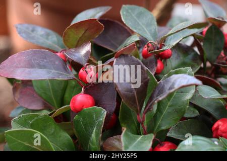 Plante gaulthéria procumbens ou teaberry de l'est Banque D'Images