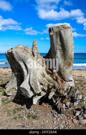 Plan vertical de bois flotté sur la plage par une journée ensoleillée Banque D'Images