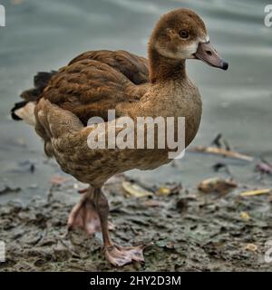 Gros plan d'un canard marchant sur un bord de lac boueux sur un fond flou Banque D'Images