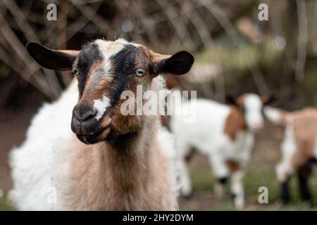 Gros plan sélectif d'une chèvre debout dans la ferme sur un arrière-plan flou Banque D'Images