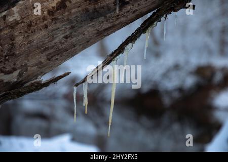 Glaces suspendues à un arbre tombé Banque D'Images