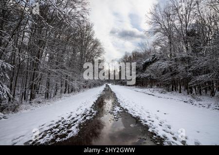 Chemin de gravier enneigé dans les bois d'hiver Banque D'Images