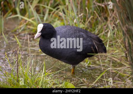 Prise de vue sélective du coot eurasien (fulica atra) Banque D'Images