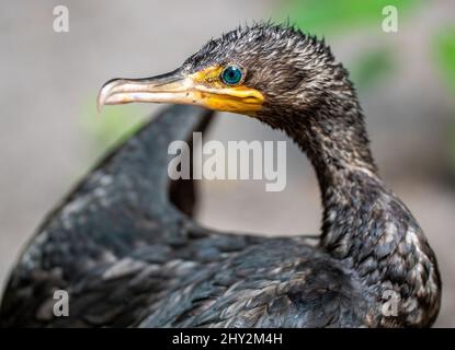 Photo isolée à foyer peu profond d'un oiseau de mer - grand cormoran (Phalacrocorax carbo) Banque D'Images