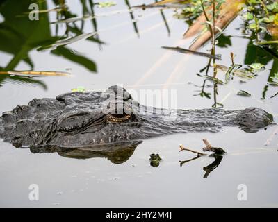Moitié alligator submergée dans l'eau Banque D'Images
