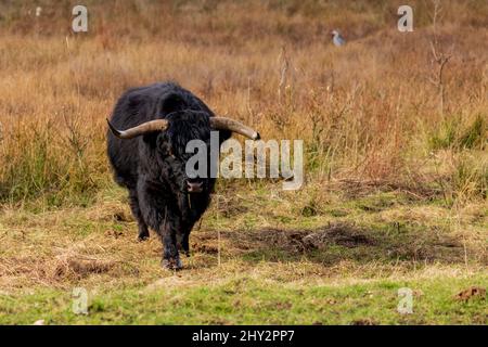 Sélectif de S cotish highlander dans un champ Banque D'Images