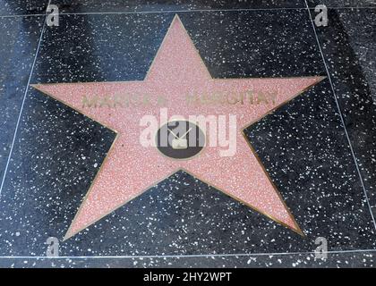 Mariska Hargitay a reçu une étoile sur le Hollywood Walk of Fame à côté de la star de sa mère Jayne Mansfield Banque D'Images