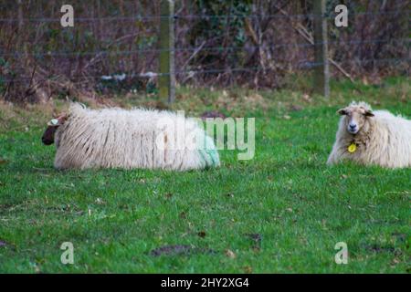 Deux adorables moutons blancs couchés sur l'herbe verte fraîche Banque D'Images