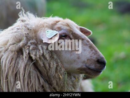 Portrait d'un sheepin à fourrure blanche dans le champ vert Banque D'Images