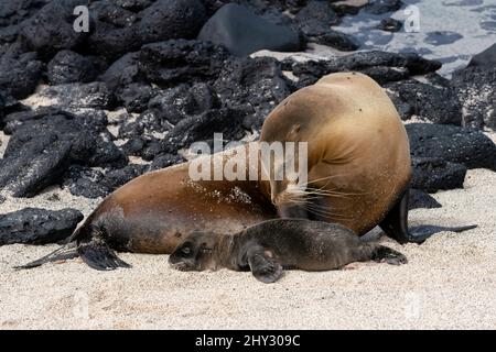 Lion de mer avec deux jours de Pup vieux sur la plage de la Lobería, San Cristóbal, Galápagos, Equateur Banque D'Images