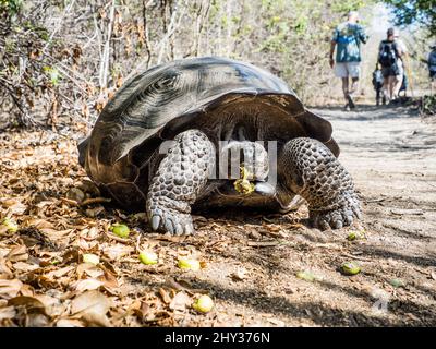 Une tortue de Galapagos sur Isla Isabela, Galapagos, Equateur Banque D'Images