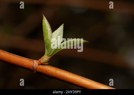 petite feuille jeune sur une branche au printemps Banque D'Images