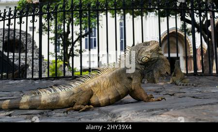 Iguana dans le parc Seminario (Parque Seminario), Guayaquil, Equateur Banque D'Images