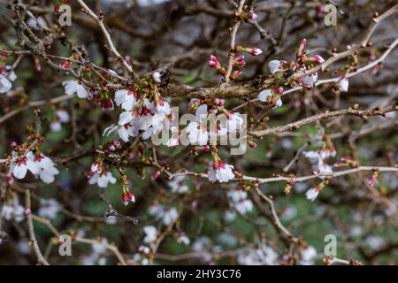 Prunus Kojo No Mai entrant dans la fleur. Banque D'Images