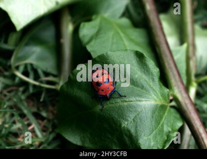 Photo macro d'un insecte femelle d'arlequin de coton sur une feuille Banque D'Images