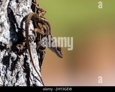 Photo d'une anole brune sur un tronc d'arbre Banque D'Images