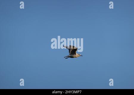 Vue sur une sterne à bec grêle (Gelochelidon nilotica) volant haut dans le ciel bleu clair Banque D'Images