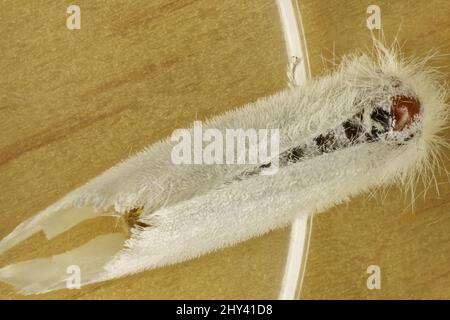 Super macro vue dorsale de Tussock Moth isolé (Acyphas chionitis), Australie méridionale Banque D'Images