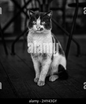 Photo en niveaux de gris d'un joli chat gris et blanc assis à l'extérieur et regardant loin Banque D'Images
