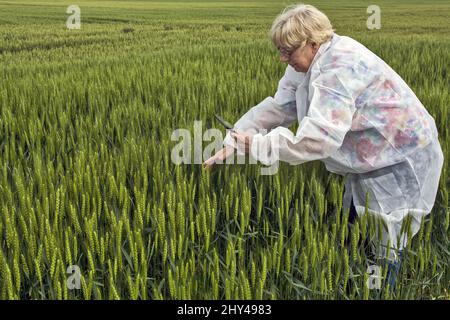 L'agronome caucasien féminin en costume de protection vérifie la qualité du blé à l'aide de son comprimé Banque D'Images