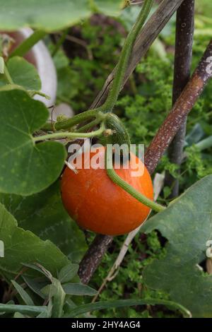 Courge japonaise poussant dans le pot Banque D'Images