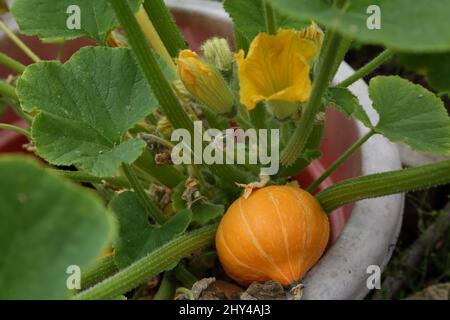 Courge japonaise poussant dans le pot Banque D'Images