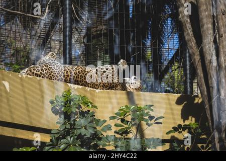 Photo d'un léopard couché et profitant du soleil dans sa cage au zoo Banque D'Images