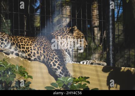 Photo d'un léopard couché et profitant du soleil dans sa cage au zoo Banque D'Images