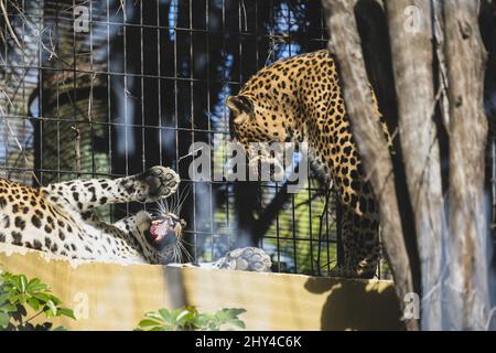 Photo de mise au point peu profonde de deux léopards jouant dans leur cage au zoo en plein soleil Banque D'Images