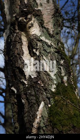 Epsom Surrey Angleterre Epsom Common local nature Reserve gros plan du trunk de bouleau argenté Banque D'Images