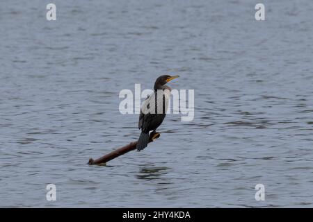 Photo d'un oiseau cormorant perché sur une branche d'arbre qui dépasse de l'eau pendant la journée Banque D'Images