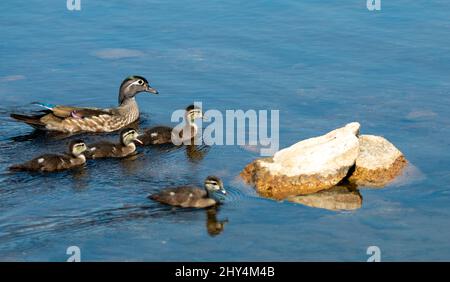 Canard mandarin nageant avec ses canetons dans le lac près des rochers qui sortent de l'eau Banque D'Images