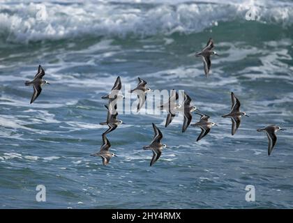 Une belle vue d'un petit troupeau d'oiseaux de mer volant au-dessus de la mer par une journée ensoleillée Banque D'Images