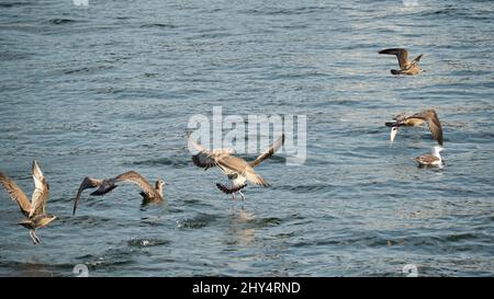 Petit troupeau d'oiseaux de mer volant au-dessus de la mer tandis que d'autres nagent un jour ensoleillé Banque D'Images