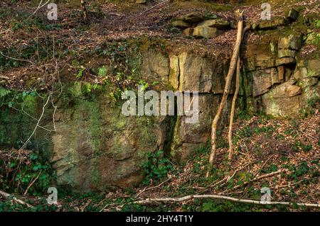 Carrière de Gritstone qui abritait autrefois deux adits pour les travaux de mine maintenant abandonnés pour ganister, trouvée à Beeley Wood, Oughtibridge, près de Sheffield. Banque D'Images