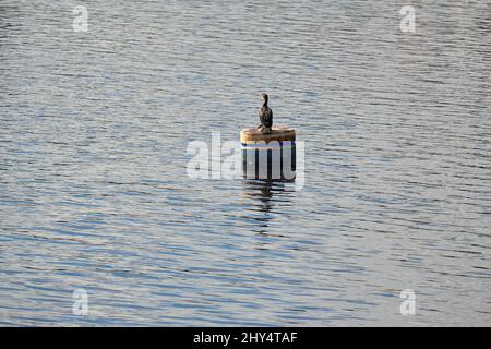 Photo d'un oiseau cormorant perché sur un baril flottant au milieu de la mer Banque D'Images