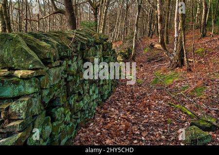 Mur de pierre sèche recouvert de mousse et de lichen partiellement écrasé au-dessus des voies ferrées dans le bois de Great Hollins, à Oughtibridge, près de Sheffield. Banque D'Images