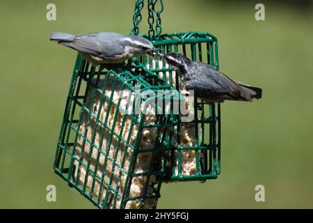 Oiseaux de chaume à la poitrine rouge (Sitta canadensis) sur un mangeoire à oiseaux de suet sur fond vert Banque D'Images