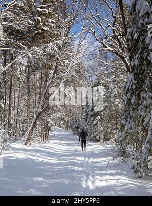 Skieur nordique sur le sentier du lac Fenn dans le parc Algonquin, Ontario, en mars Banque D'Images